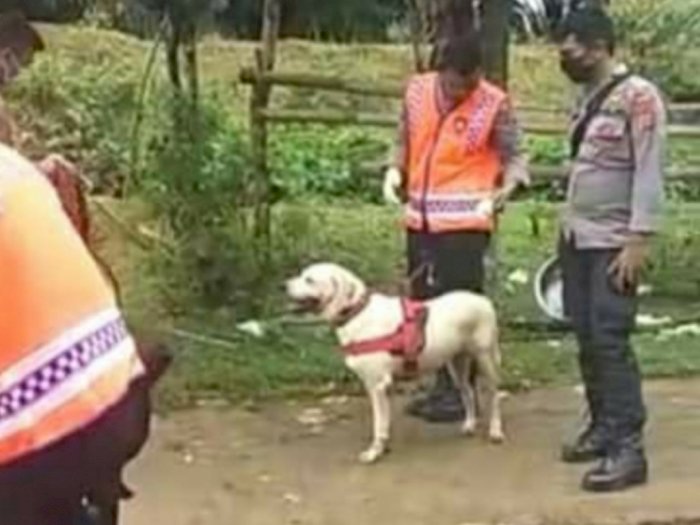 Anjing Pelacak yang Diturunkan Masih Belum Temukan 3 Anak yang Hilang di Langkat