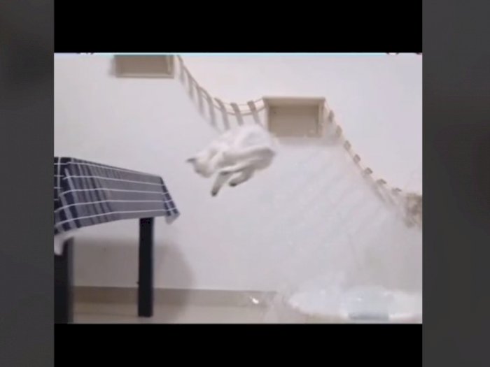 Kucing Ini Berhasil Lompat 2 Kali di Air dan Udara, Netizen: Tekan X Dua Kali