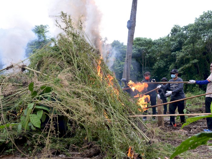 FOTO: Pemusnahan Ladang Ganja Siap Panen di Aceh