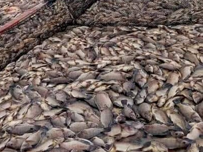 Ratusan Ton Ikan Mati Mendadak di Samosir, Apa Sebabnya? 