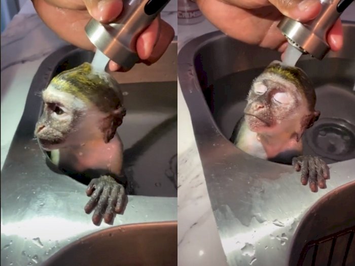 Video Monyet yang Santai Mandi di Wastafel, Bikin Netizen Gemas
