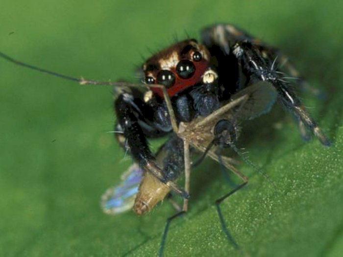Laba-laba Penyuka Darah Manusia yang Memangsa Nyamuk