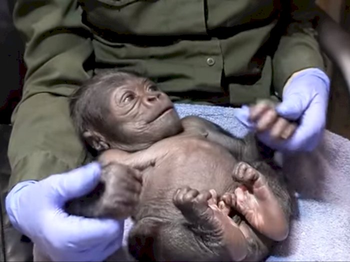 Bayi Gorila Jantan Pertama Lahir Melalui Operasi Caesar di Kebun Binatang Boston