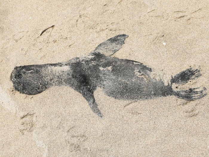 FOTO: Lebih dari 7.000 Anjing Laut Mati di Sepanjang Pantai Namibia