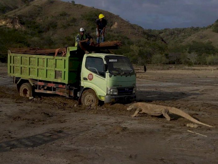 Viral Foto Komodo Hadang Truk Proyek 'Jurassic Park' di Pulau Rinca, Netizen Kecam Jokowi
