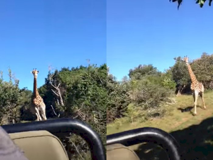 Turis Ini Dikejar Jerapah di Taman Safari, Videonya Bikin Ngeri dan Deg-degan!