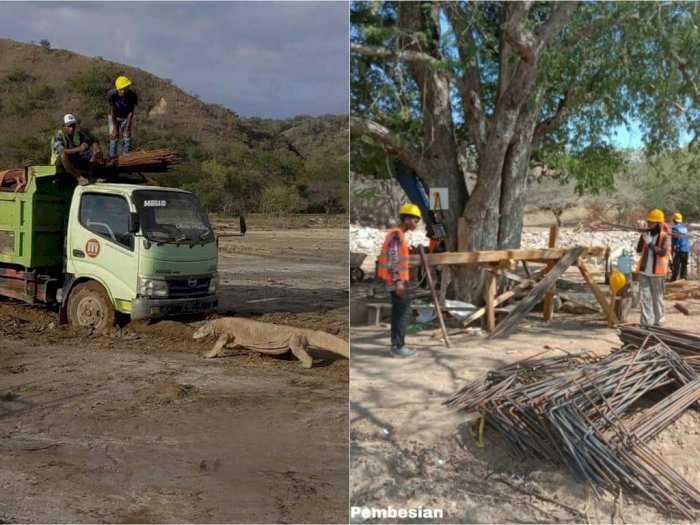 Mengintip Proyek Wisata Premium yang Dikerjakan di Pulau Komodo, Ancam Habitat Komodo?