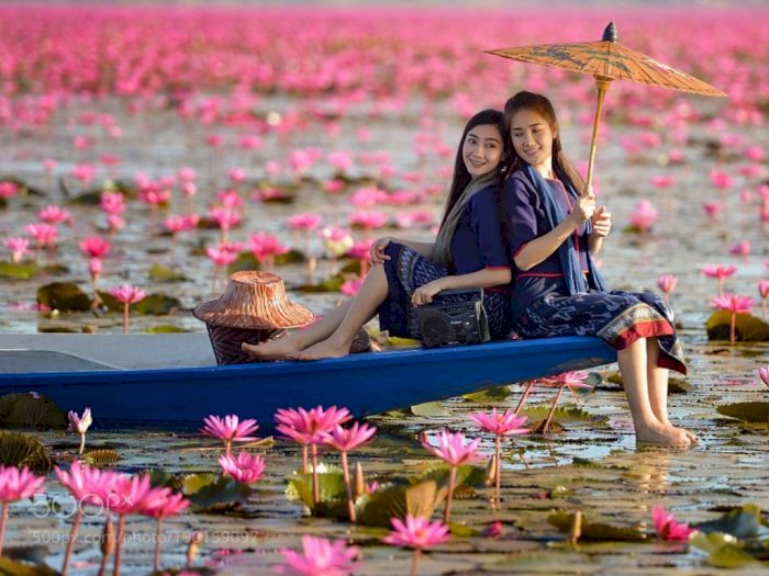 Pesona Danau Pink Water Lilies di Thailand, Menakjubkan!