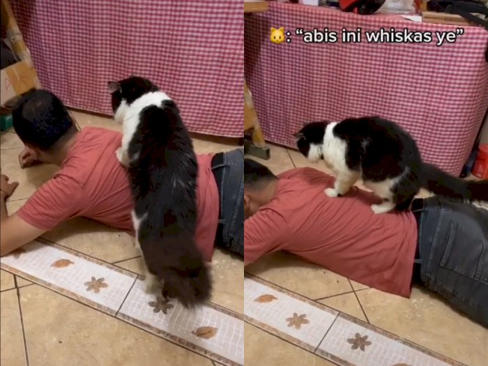 Viral Video Kucing yang Suka Memijat Majikannya, Bikin Netizen Gemas