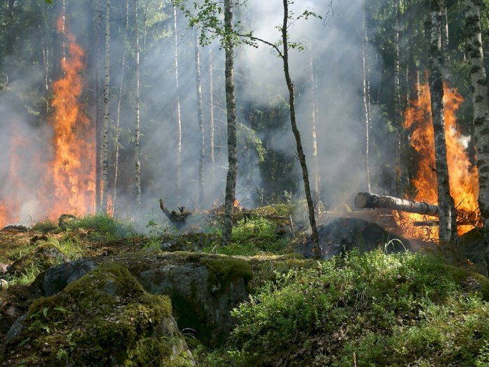 Diduga Berawal dari Api Rokok, 1 Hektare Lahan Warga di Padang Lawas Utara Terbakar