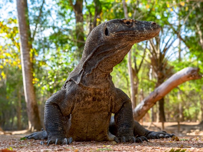 Pembangunan Jurassic Park, Begini Sistem Melihat Komodo di Masa Depan