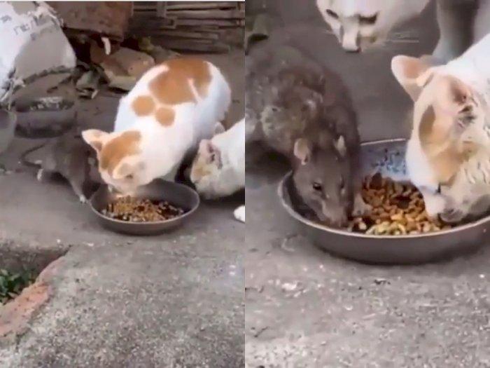 Aksi Santuy Tikus yang Ikut Nimbrung Makan Bareng Kucing, Bikin Netizen Ngakak