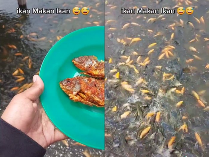  Pria ini Iseng Beri Makan Ikannya dengan Ikan Goreng, Bikin Netizen Melongo