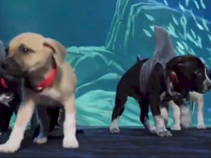 Kunjungi Pameran Akuarium, 6 Anak Anjing Ini Berpakaian Seperti Hiu, Lucu!