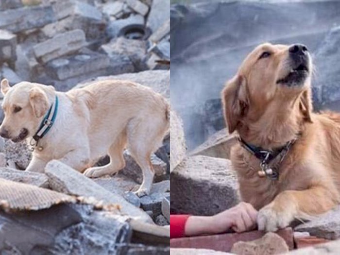 Potret Sedih Anjing di Turki yang Setia Tunggu Pemiliknya di Balik Reruntuhan saat Gempa