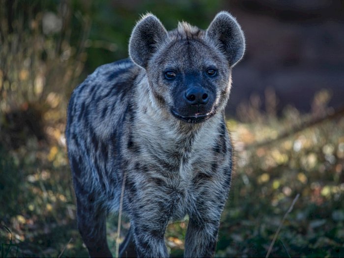 Fakta Manusia dan Hyena yang Pernah Hidup Damai di Masa Lalu