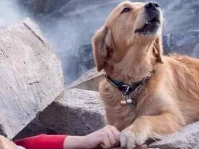 CEK FAKTA: Anjing di Turki yang Setia Tunggu Majikannya di Balik Reruntuhan usai Gempa