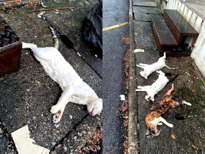 Sedih! Kucing Jalanan Ini Ditembak Mati, Pecinta Hewan Minta Pelakunya Diadili