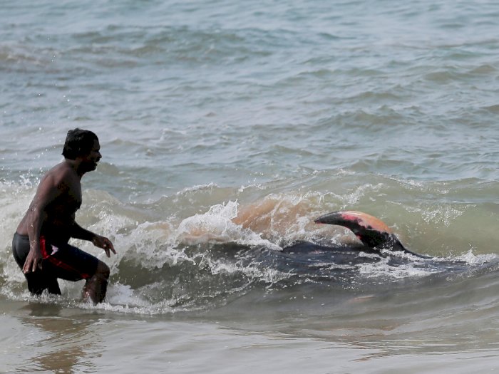 FOTO: Sekitar 100 Paus Pilot Terdampar di Pantai Panadura, Sri Lanka