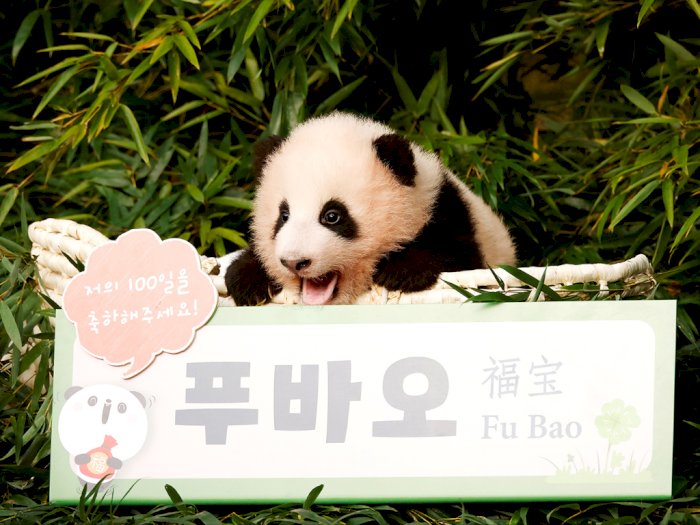 Fu Bao Bayi Panda Imut Pertama yang Lahir di Korea Selatan, Kelahirannya Jadi Kebahagiaan