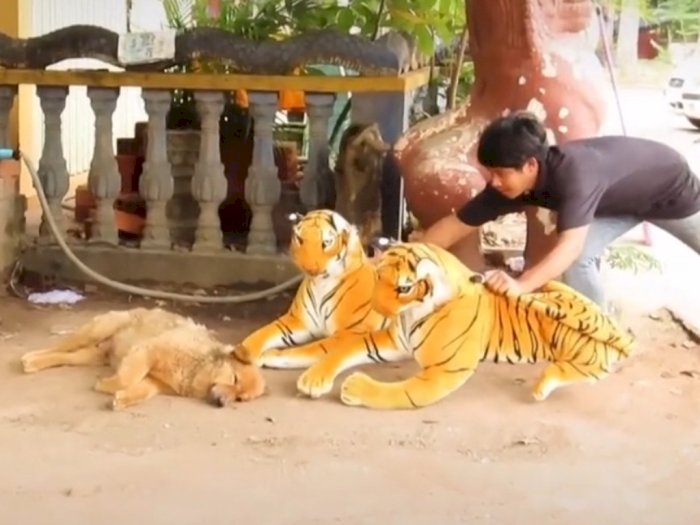 Prank Anjing Yang Sedang Tidur Dengan Boneka Harimau, Netizen: Bengek