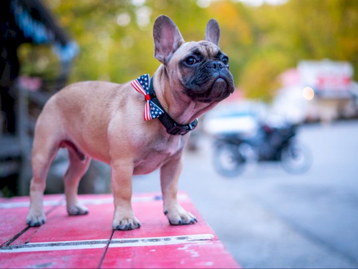 Kota Kecil di Kentucky Pilih Anjing Buldog Prancis Sebagai Wali Kota Baru