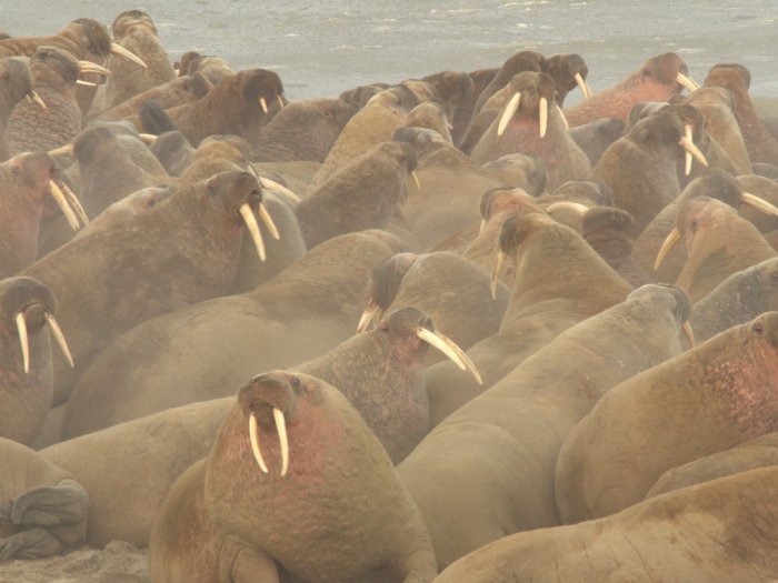 FOTO: Penemuan Kawanan Walrus di Lingkaran Arctic