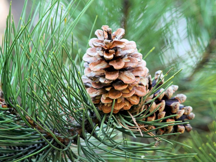 Pohon Pinus yang Bisa Bantu Kamu Bertahan Hidup di Tengah Hutan