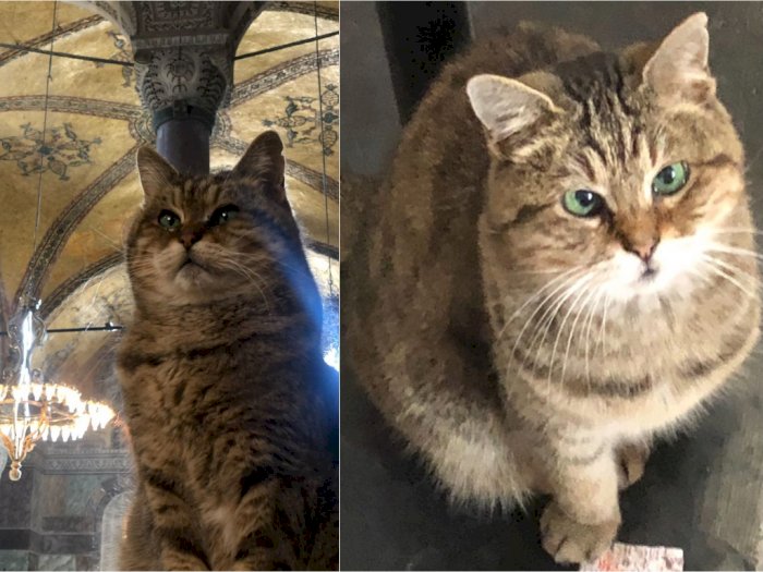 Hagia Sophia Berduka, Gli Si Kucing Menggemaskan Telah Mati