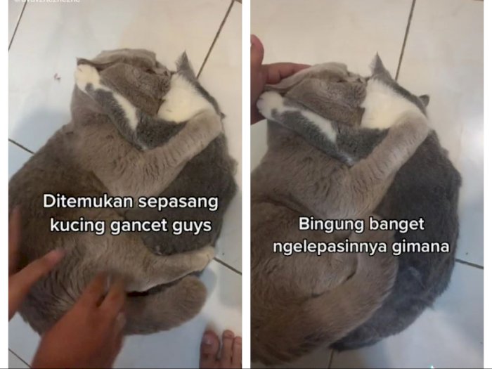Ditemukan Sepasang Kucing 'Gancet', Netizen: Definisi Ngakak Tapi Kasian
