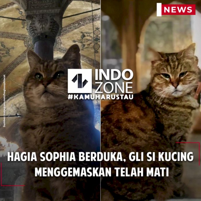 Hagia Sophia Berduka, Gli Si Kucing Menggemaskan Telah Mati