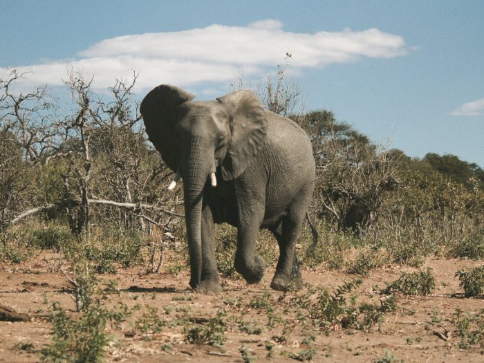 Botswana, Negara dengan Populasi Gajah Terbesar Dunia Siap Sambut Wisatawan Kembali