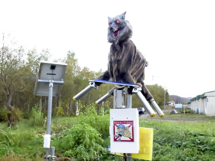 Kota di Jepang Ini Gunakan Robot Serigala untuk Selamatkan Penduduk dari Serangan Beruang!