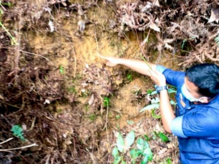Seekor Lembu di Bahorok Langkat Ditemukan Mati, Diduga Dimangsa Harimau Sumatera