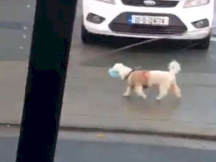 Viral Anjing Pakai Masker saat Jalan-jalan, Netizen: Anjing Lebih Memiliki Akal Sehat