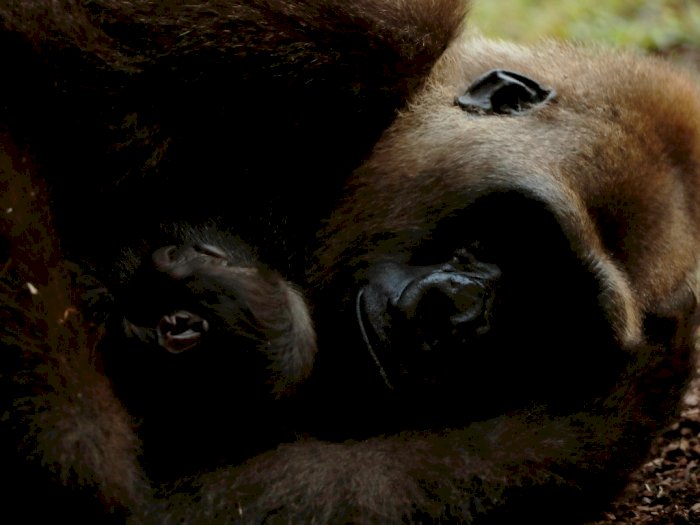 FOTO: Mengenal Bayi Gorila Imut Berumur Lima Hari di Kebun Binatang Spanyol