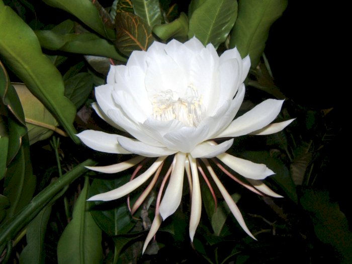 Bunga Kadapul, Bunga Termahal di Dunia dengan Siklus Hidup Tragis