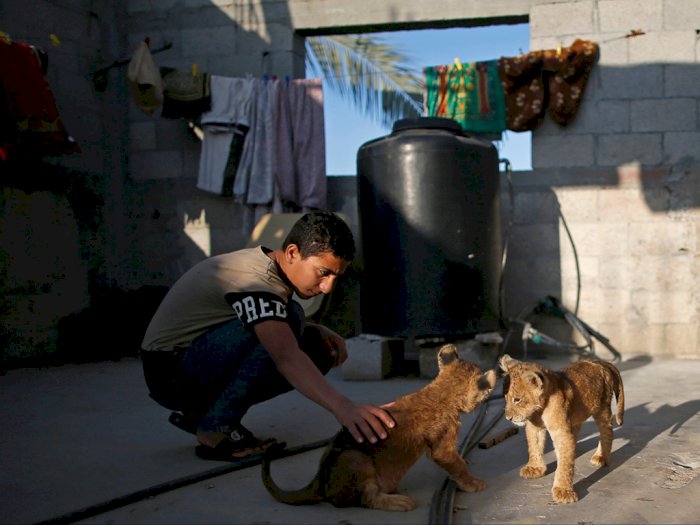 Viral! Pembuat Roti di Palestina Pelihara Dua Anak Singa di Apartemen