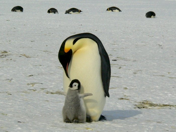 Bertelur beranak penguin atau Contoh Hewan