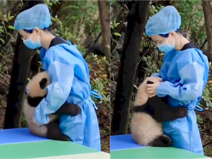 Gemas! Aksi Bayi Panda yang Menangis Usai Terjatuh, Langsung Dipeluk & Dielus Pengasuhnya
