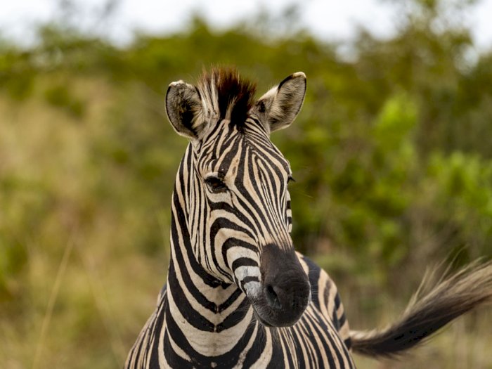  Ini Alasan Mengapa Zebra Tidak Dapat Ditunggangi Seperti Kuda