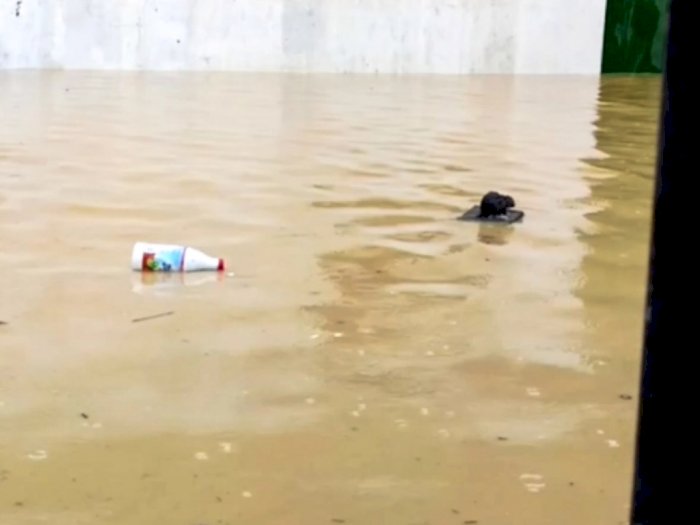 Viral Video Tikus Selamatkan Diri di Tengah Banjir, Papan Dijadikan Sampan