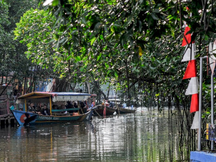 FOTO: Wisata Hutan Mangrove Sungai Jingkem
