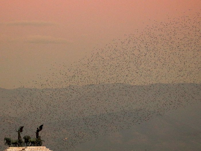 FOTO: Burung Jalak Memenuhi Langit Roma
