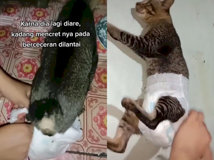 Kucing ini Dipakaikan Pembalut Gegara Diare, Netizen Salfok dengan Cara Jalannya