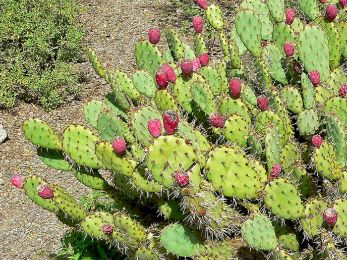 Uniknya Kaktus Pir Berduri, Kaktus yang Buah dan Bantalannya Dapat Dimakan