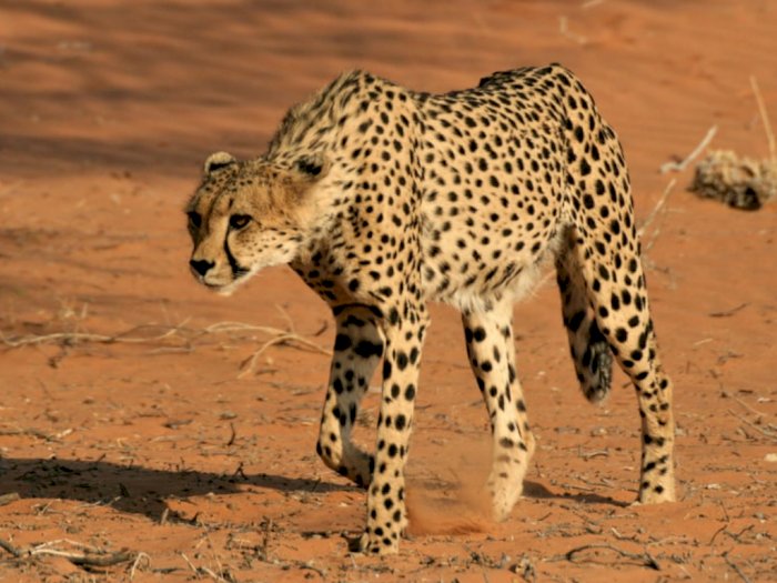 Fakta Menarik Cheetah, Hewan Darat Tercepat di Dunia 