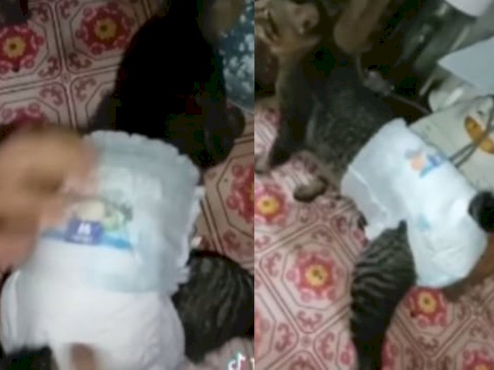 Viral Video Seekor Kucing Dipakaikan Popok oleh Majikan Karena Alami Diare