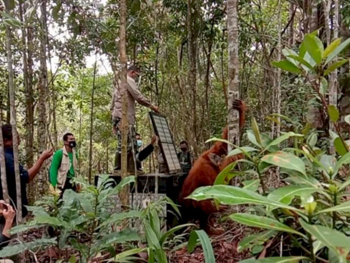 Makan Durian dan Petai di Kebun Warga, Orangutan Tapanuli Dievakuasi ke CA Dolok Sipirok
