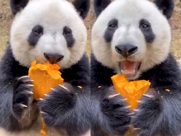 Video Saat Panda Raksasa yang Makan Buah, Bikin Netize Gemas